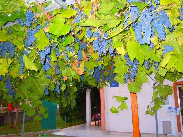 Apartment Marina Vir